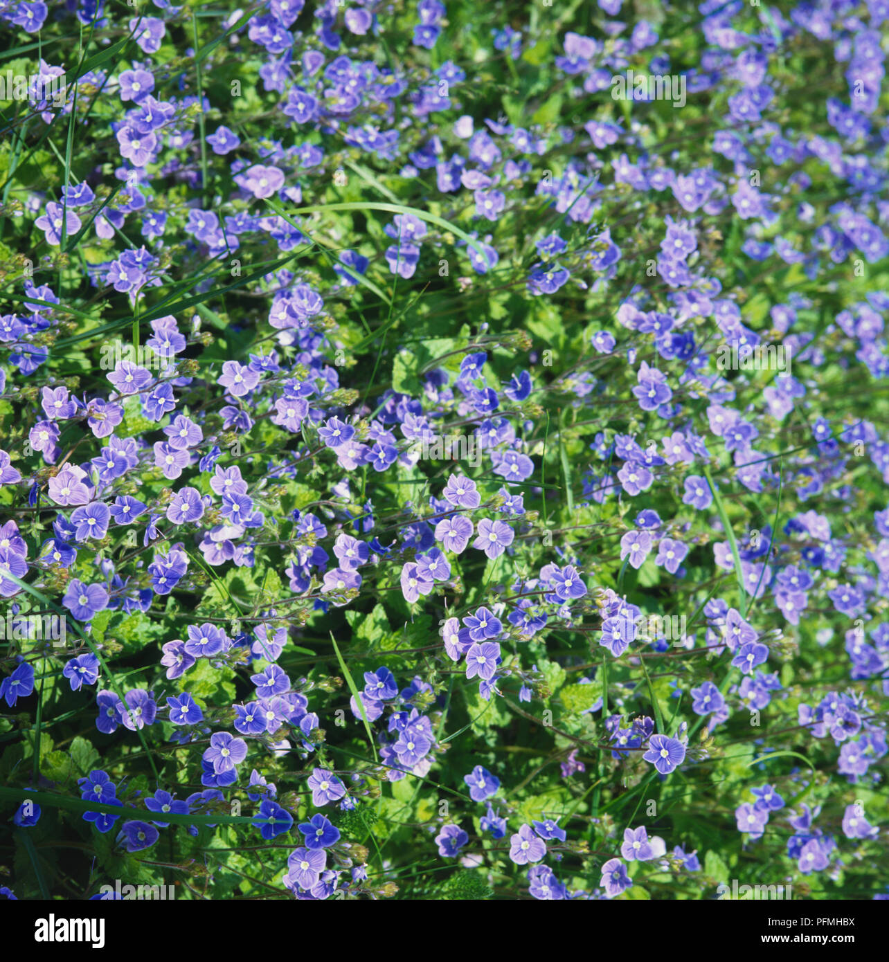 Lila Blüten von Veronica chamaedrys, Germander Speedwell. Stockfoto