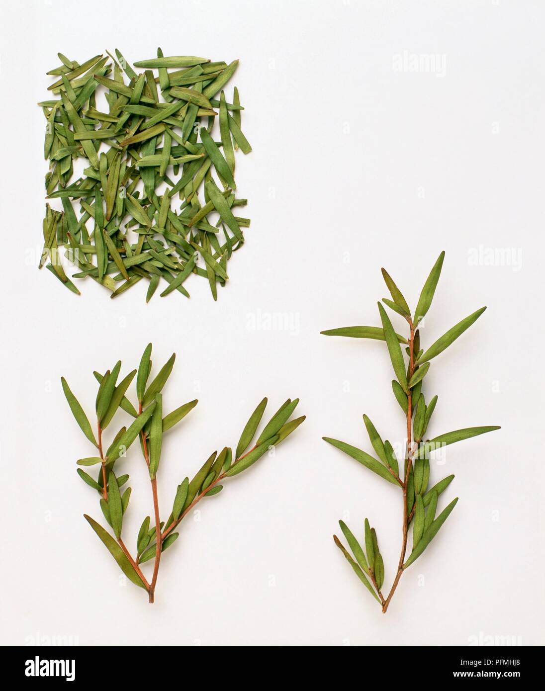 Melaleuca alternifolia (Teebaumöl), getrocknete Blätter, Stängel und Blätter auf Stockfoto