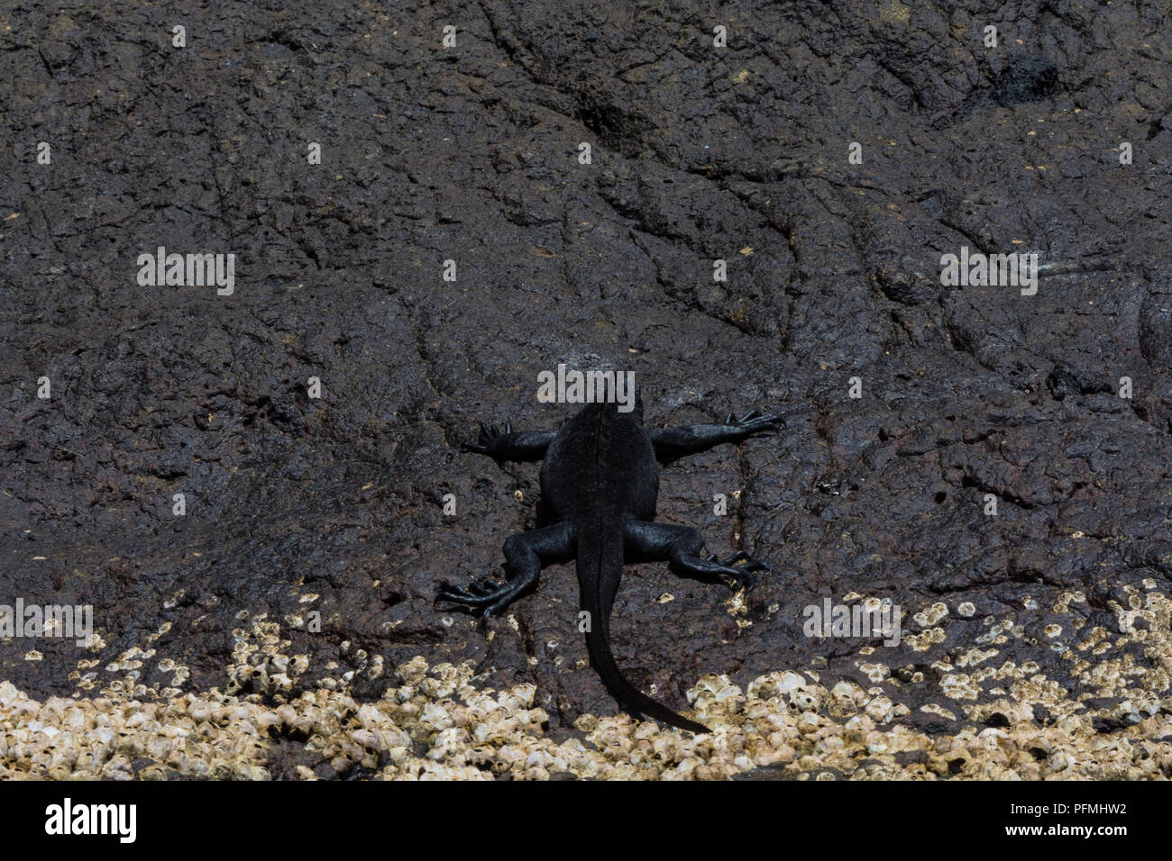 Ein Marine iguana (Amblyrhynchus cristatus) klettert Vergangenheit hellen Seepocken auf der schwarzen Lava Rock auf den Galapagosinseln, Ecuador. Stockfoto