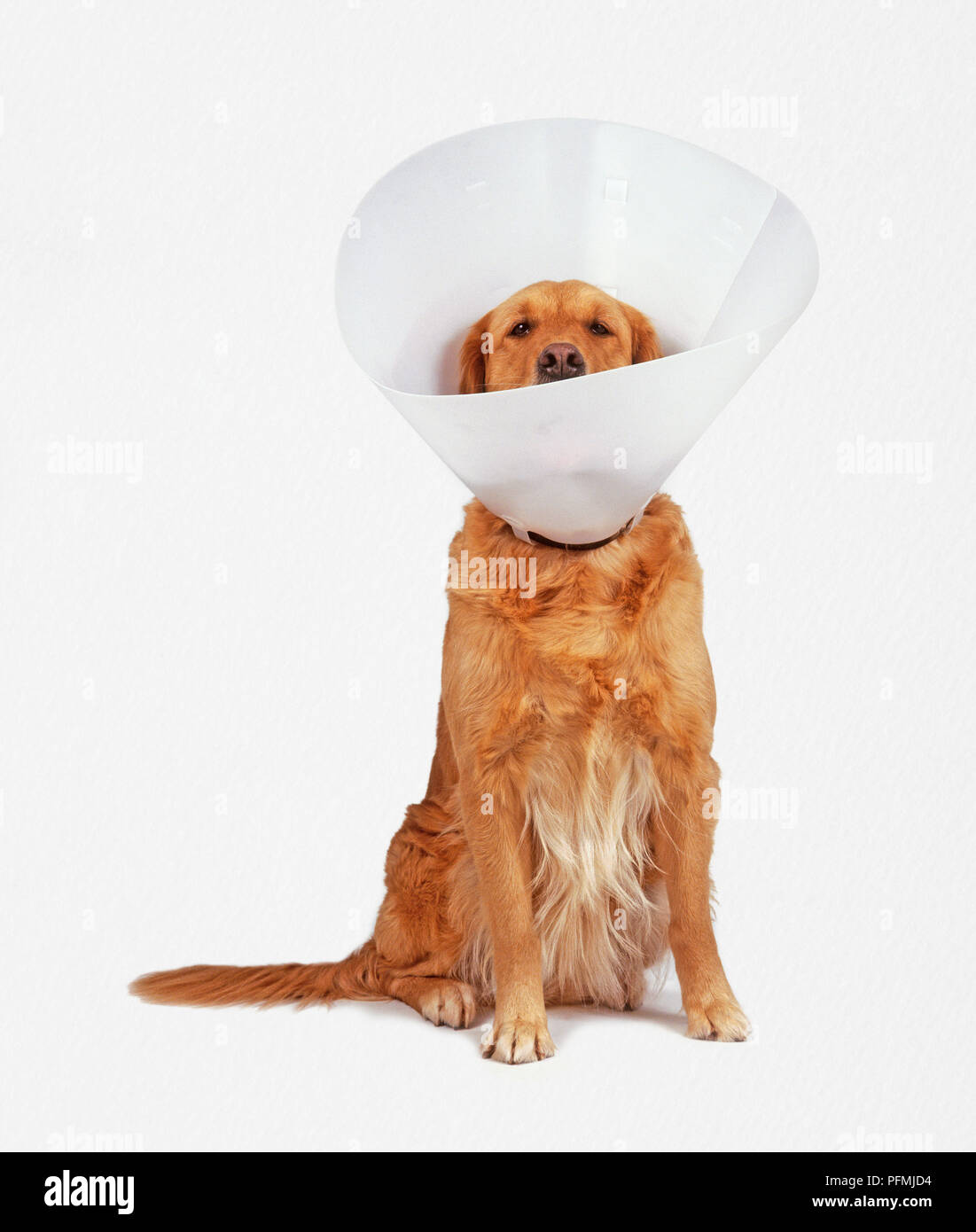 Golden Retriever Tragen schützender Kragen, Vorderansicht Stockfoto