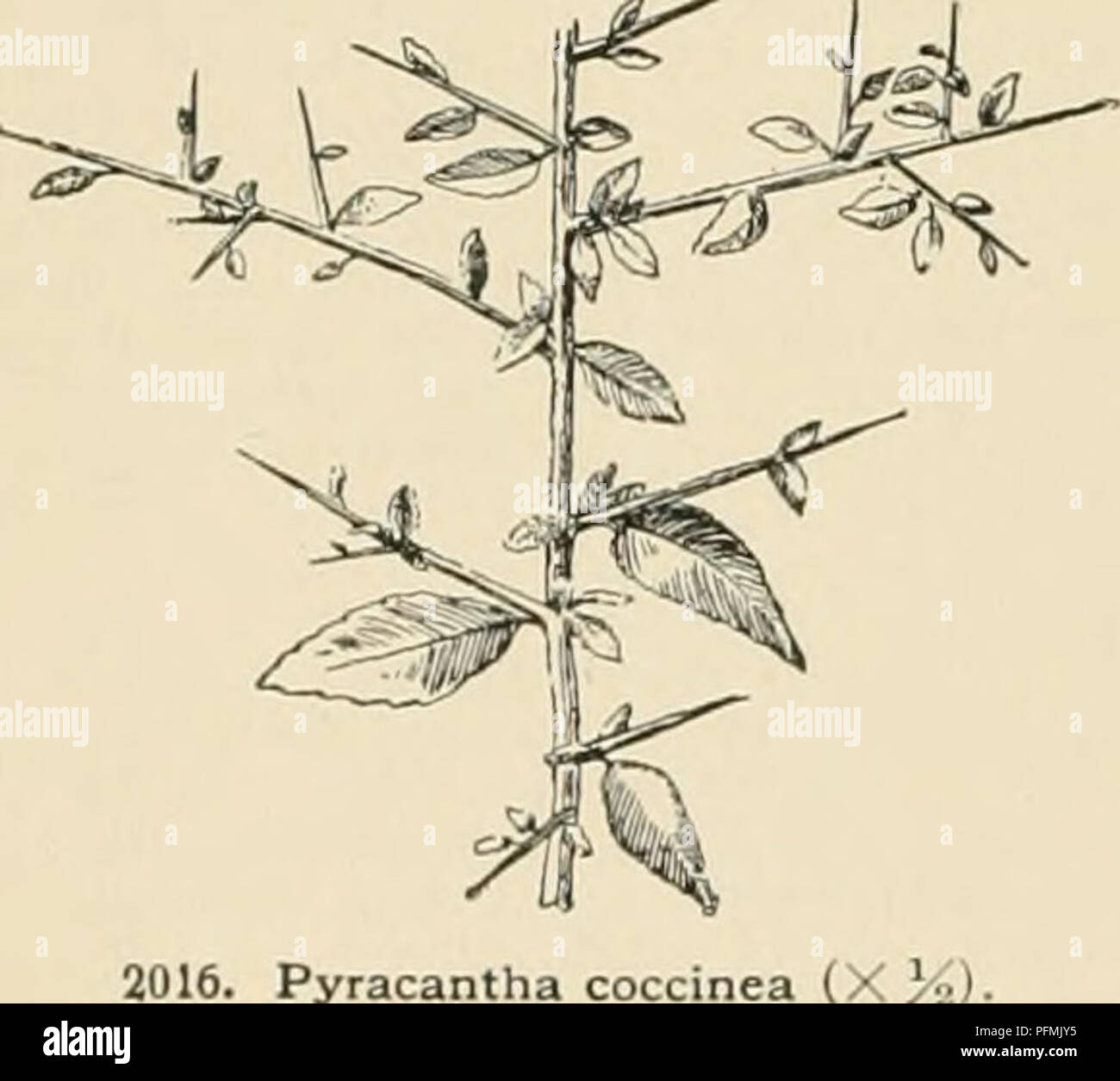 . Cyclopedia der amerikanischen Gartenbau, bestehend aus Anregungen für den Anbau von Gartenpflanzen, Beschreibungen der Arten von Obst, Gemüse, Blumen und Zierpflanzen in den Vereinigten Staaten und in Kanada verkauft, zusammen mit geographischen und Biographische Skizzen. Gartenarbeit. liW HOLZBÄR Gewächshauses aßen, und auch durch die Schichten und manchmal von Graft-iiifj auf Weißdorn oder Cotonfiister. Pyriu - antha ist eine Gattung enthält 2 gleich Eizellen i.e. jede Zelle, während in Crata 'j^ Usa jede Zelle enthält nur eine fruchtbare Eizelle und eine zweite IMPER- und kleineren. Corymbs niany-Fld.; Staubblätter etwa 20, mit y Stockfoto . Cyclopedia der amerikanischen Gartenbau, bestehend aus Anregungen für den Anbau von Gartenpflanzen, Beschreibungen der Arten von Obst, Gemüse, Blumen und Zierpflanzen in den Vereinigten Staaten und in Kanada verkauft, zusammen mit geographischen und Biographische Skizzen. Gartenarbeit. liW HOLZBÄR Gewächshauses aßen, und auch durch die Schichten und manchmal von Graft-iiifj auf Weißdorn oder Cotonfiister. Pyriu - antha ist eine Gattung enthält 2 gleich Eizellen i.e. jede Zelle, während in Crata 'j^ Usa jede Zelle enthält nur eine fruchtbare Eizelle und eine zweite IMPER- und kleineren. Corymbs niany-Fld.; Staubblätter etwa 20, mit y Stockfoto