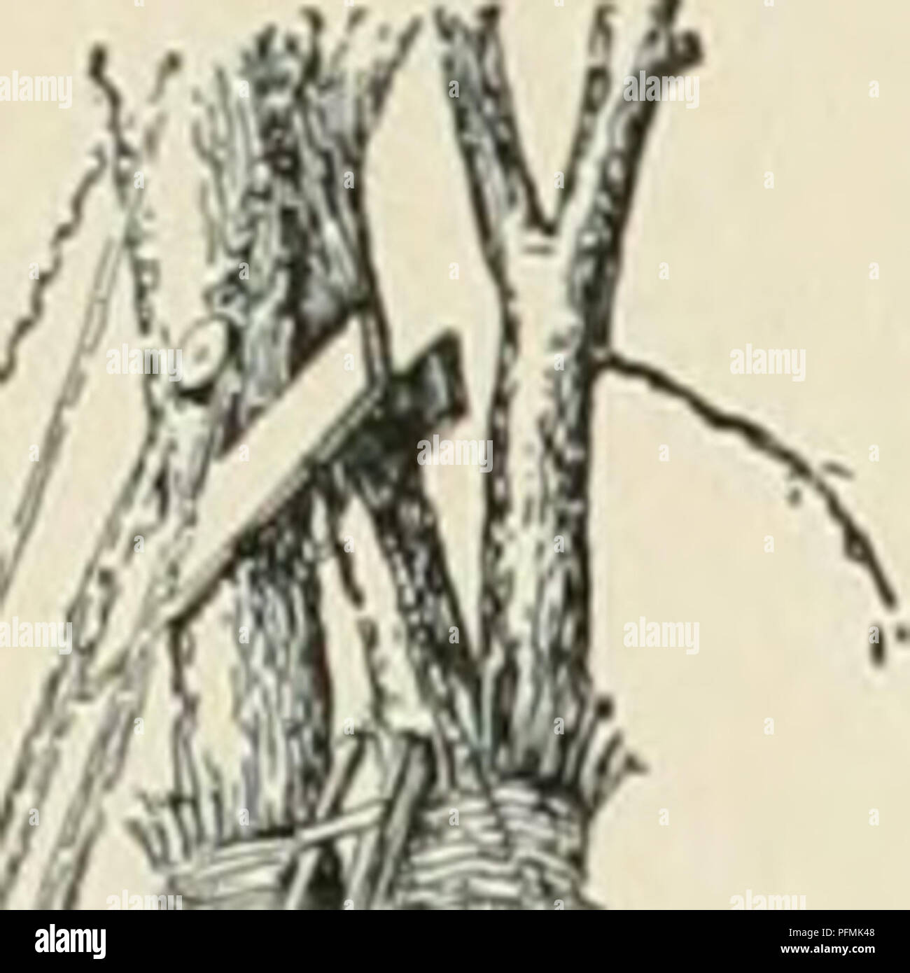 . Cyclopedia der amerikanischen Gartenbau, bestehend aus Anregungen für den Anbau von Gartenpflanzen, Beschreibungen der Arten von Obst, Gemüse, Blumen und Zierpflanzen in den Vereinigten Staaten und in Kanada verkauft, zusammen mit geographischen und Biographische Skizzen. Im Garten arbeiten. Umpflanzen tl liegen lose loim liiit UMPFLANZEN 1831 ihfticult zu tnii'-pl nit mit ennd Rp<! ultÂ" sowie. //T* posure iiicl luiv verdünnt werden (III nil 111 1 11 Mng Die beautj Der tiee und mehr ich neue^n.^ Th. t Ic u.s uidi. M. alte UlV'lu tl'l .1 für die 1.d große iMe Lehm tl', '''11 1 1 1 Stockfoto