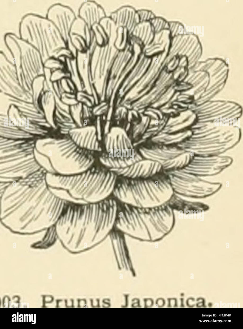 . Cyclopedia der amerikanischen Gartenbau, bestehend aus Anregungen für den Anbau von Gartenpflanzen, Beschreibungen der Arten von Obst, Gemüse, Blumen und Zierpflanzen in den Vereinigten Staaten und in Kanada verkauft, zusammen mit geographischen und Biographische Skizzen. Im Garten arbeiten. 2002. Dwart Mandeln (X%}. Prunus nana Links; s. Japoniea in der Mitte; S. triloba auf der rechten Seite. Nr. 37-39. Var. leevis, Grau [Biflorus Pirsica nectiirlna. Ait. Pirsica llnvis, DC. Primus iiectii Pirsica, div-r!" ein, Maxim.). Nektarine. Abb. 1464. Frucht glatte, meist kleinere: Ivs. Normalerweise stärker gesägt. Stockfoto . Cyclopedia der amerikanischen Gartenbau, bestehend aus Anregungen für den Anbau von Gartenpflanzen, Beschreibungen der Arten von Obst, Gemüse, Blumen und Zierpflanzen in den Vereinigten Staaten und in Kanada verkauft, zusammen mit geographischen und Biographische Skizzen. Im Garten arbeiten. 2002. Dwart Mandeln (X%}. Prunus nana Links; s. Japoniea in der Mitte; S. triloba auf der rechten Seite. Nr. 37-39. Var. leevis, Grau [Biflorus Pirsica nectiirlna. Ait. Pirsica llnvis, DC. Primus iiectii Pirsica, div-r!" ein, Maxim.). Nektarine. Abb. 1464. Frucht glatte, meist kleinere: Ivs. Normalerweise stärker gesägt. Stockfoto