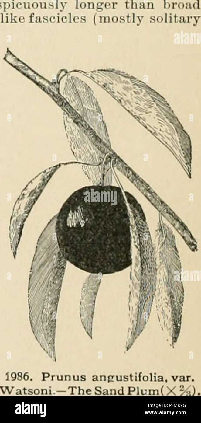 . Cyclopedia der amerikanischen Gartenbau, bestehend aus Anregungen für den Anbau von Gartenpflanzen, Beschreibungen der Arten von Obst, Gemüse, Blumen und Zierpflanzen in den Vereinigten Staaten und in Kanada verkauft, zusammen mit geographischen und Biographische Skizzen. Gartenarbeit.fls. Kleiner, die fr. mit dicker Haut. Den trockenen Regionen von Nebraska, Kansas und Oklahoma, und durch die Siedler, die Auszeichnung für seine Früchte gepflanzt. G.F. 7: 135. 15. hortulana, Bailey. Wild (Joose Pi, i-m. Pic:. 1087. Meistens höher Baum als S. "nf/HS//.'"/;, r, vitii^' i-. iiu-htii - Zweige, nicht Dornige: lvs. Anlage - Stockfoto . Cyclopedia der amerikanischen Gartenbau, bestehend aus Anregungen für den Anbau von Gartenpflanzen, Beschreibungen der Arten von Obst, Gemüse, Blumen und Zierpflanzen in den Vereinigten Staaten und in Kanada verkauft, zusammen mit geographischen und Biographische Skizzen. Gartenarbeit.fls. Kleiner, die fr. mit dicker Haut. Den trockenen Regionen von Nebraska, Kansas und Oklahoma, und durch die Siedler, die Auszeichnung für seine Früchte gepflanzt. G.F. 7: 135. 15. hortulana, Bailey. Wild (Joose Pi, i-m. Pic:. 1087. Meistens höher Baum als S. "nf/HS//.'"/;, r, vitii^' i-. iiu-htii - Zweige, nicht Dornige: lvs. Anlage - Stockfoto
