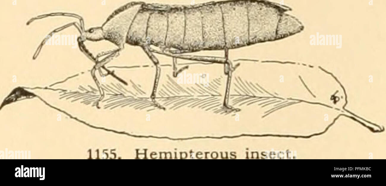 Dieser Eintrag aus der „Cyclopedia of American Horticulture“ (Cyclopedia of American Horticulture) befasst sich mit dem Import von Pflanzen aus der ganzen Welt, wobei häufig Insektenschädlinge wie der Sinuate Birnenbohrer, Birnenmidpe und der Zigeunermotte eingeführt werden, und hebt deren Auswirkungen auf die Gartenbaupraktiken hervor. Stockfoto