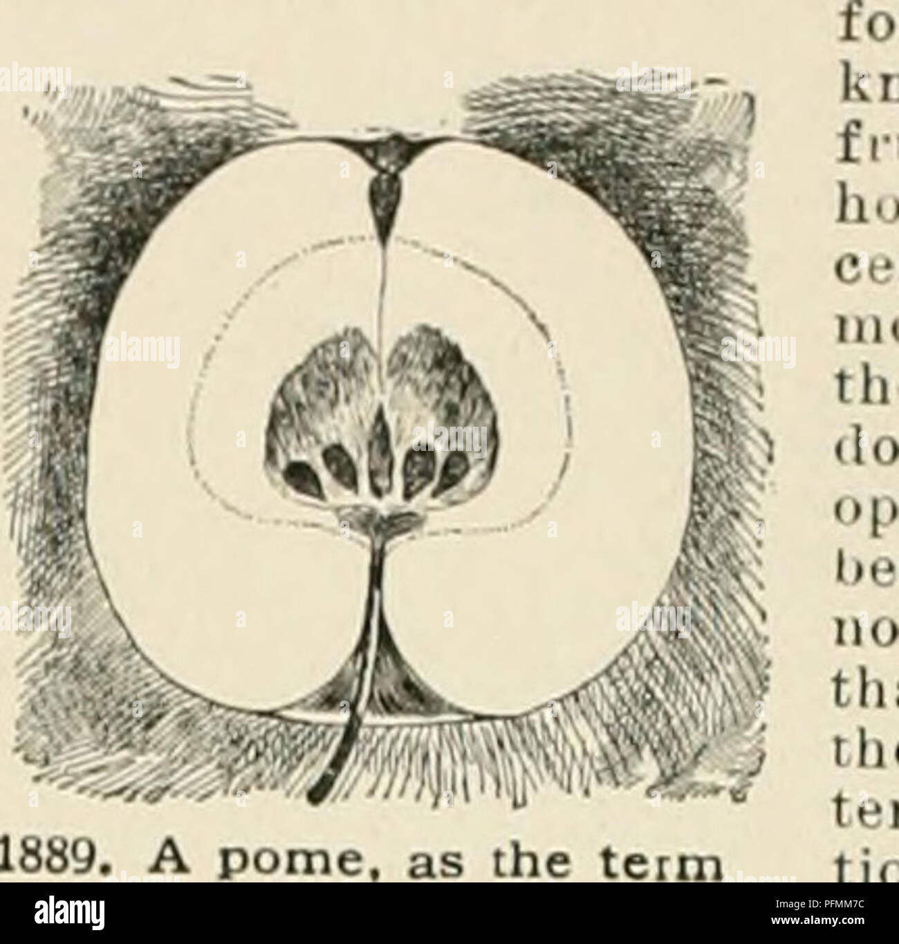 . Cyclopedia der amerikanischen Gartenbau, bestehend aus Anregungen für den Anbau von Gartenpflanzen, Beschreibungen der Arten von Obst, Gemüse, Blumen und Zierpflanzen in den Vereinigten Staaten und in Kanada verkauft, zusammen mit geographischen und Biographische Skizzen. Im Garten arbeiten. 131) 8 POMELO Shaddock. - Obwohl botanisch die Pomelo und Shaddock sind von cue Arten wie horticulturally in Jamaika bekannt, sie sind sehr unterschiedlich. Die shaddock ist ein kleiner Baum als die Pomelo, mit größeren Blätter, aber der größte Unterschied ist in der Frucht. Während der Eine ist eine geschätzte und wertvolle Dessert fru Stockfoto . Cyclopedia der amerikanischen Gartenbau, bestehend aus Anregungen für den Anbau von Gartenpflanzen, Beschreibungen der Arten von Obst, Gemüse, Blumen und Zierpflanzen in den Vereinigten Staaten und in Kanada verkauft, zusammen mit geographischen und Biographische Skizzen. Im Garten arbeiten. 131) 8 POMELO Shaddock. - Obwohl botanisch die Pomelo und Shaddock sind von cue Arten wie horticulturally in Jamaika bekannt, sie sind sehr unterschiedlich. Die shaddock ist ein kleiner Baum als die Pomelo, mit größeren Blätter, aber der größte Unterschied ist in der Frucht. Während der Eine ist eine geschätzte und wertvolle Dessert fru Stockfoto
