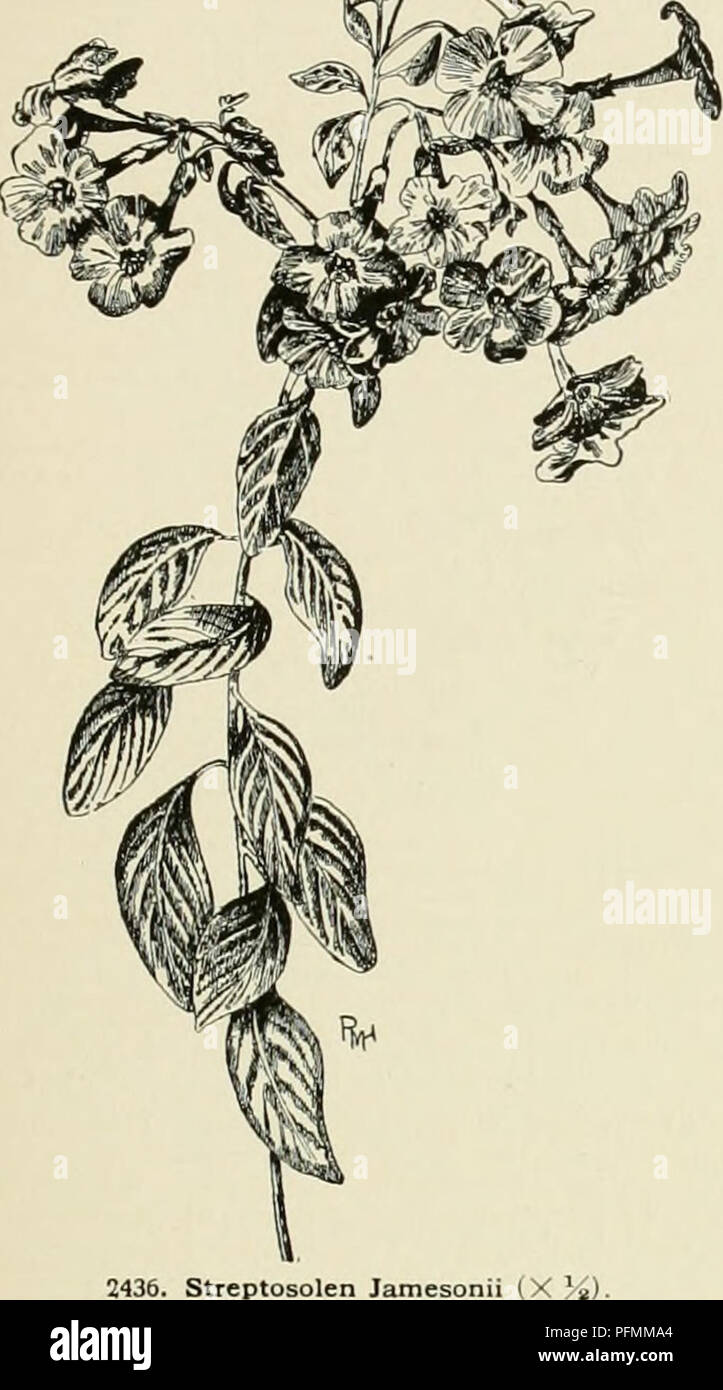 . Cyclopedia der amerikanischen Gartenbau, bestehend aus Anregungen für den Anbau von Gartenpflanzen, Beschreibungen der Arten von Obst, Gemüse, Blumen und Zierpflanzen in den Vereinigten Staaten und in Kanada verkauft, zusammen mit geographischen und Biographische Skizzen. Im Garten arbeiten. STREPTOSOLEN J&amp; mesonii, Miers (Browdllia J&amp; mesonii, Hort., &Amp; Benth.?). Abb. 2436. Stattliche evergreen Scabrous - behaarte Strauch, 4-6 m hoch, Hardy und viel Multi-kulti-viert in Kalifornien im Norden bis San Francisco. Juni. (D. h. Ii. 21:71) 7. Gn. 26:447. Rechts 1883: 36. B.M. 460.5. F.S, 5: 436. Uhr 16:6 Stockfoto