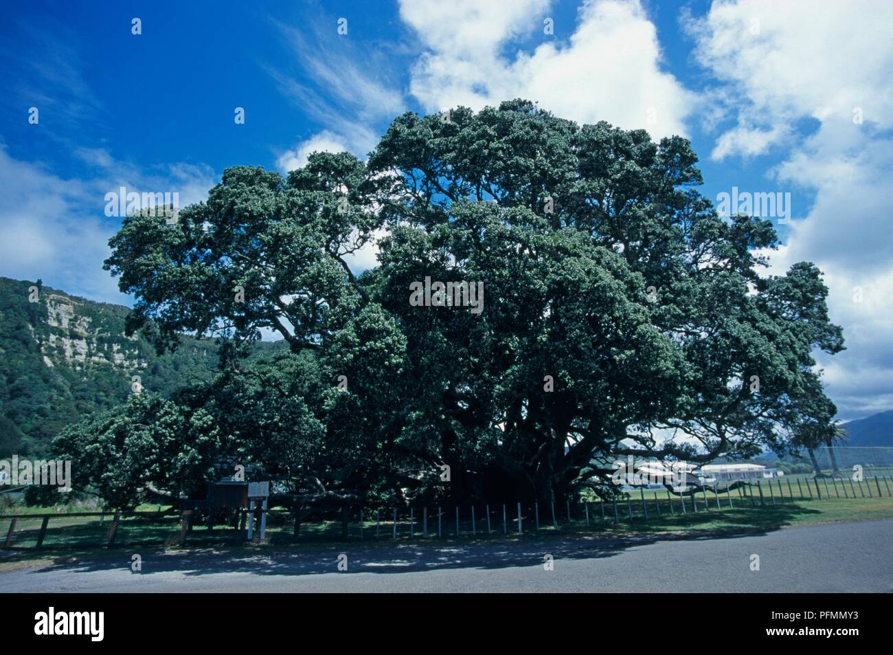 Neuseeland, Nordinsel, East Cape, Te Araroa, Te Waha-o-Rerekohu, geglaubt, das größte pohutukawa Baum im Land zu werden. Stockfoto