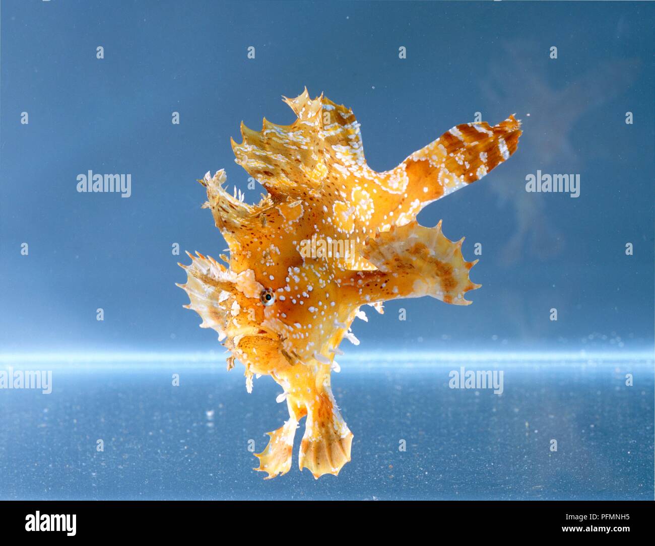 Sargassum Fisch (Histrio histrio), Unterwasser Stockfoto