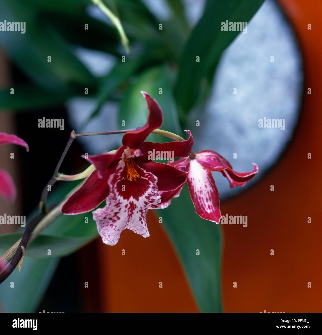 Rot weisse orchidee -Fotos und -Bildmaterial in hoher Auflsung  Alamy