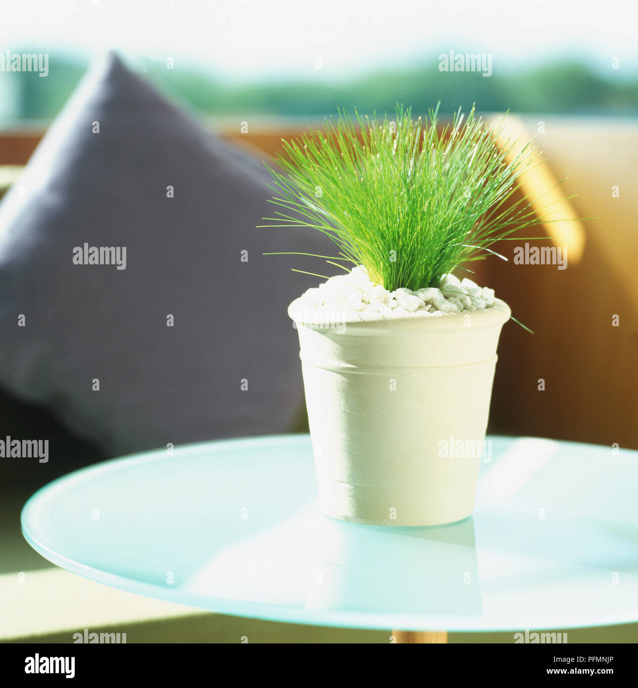 Isolepis Gras wachsen in einer einfachen, hellen Topf mit Marmor Splitt für die umliegenden Kompost. Stockfoto