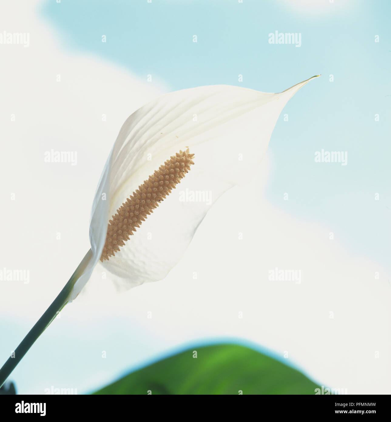 Spathiphyllum wallisii, Frieden Lily, Spike umgeben von weißen Hüllblatt, aus der Nähe. Stockfoto