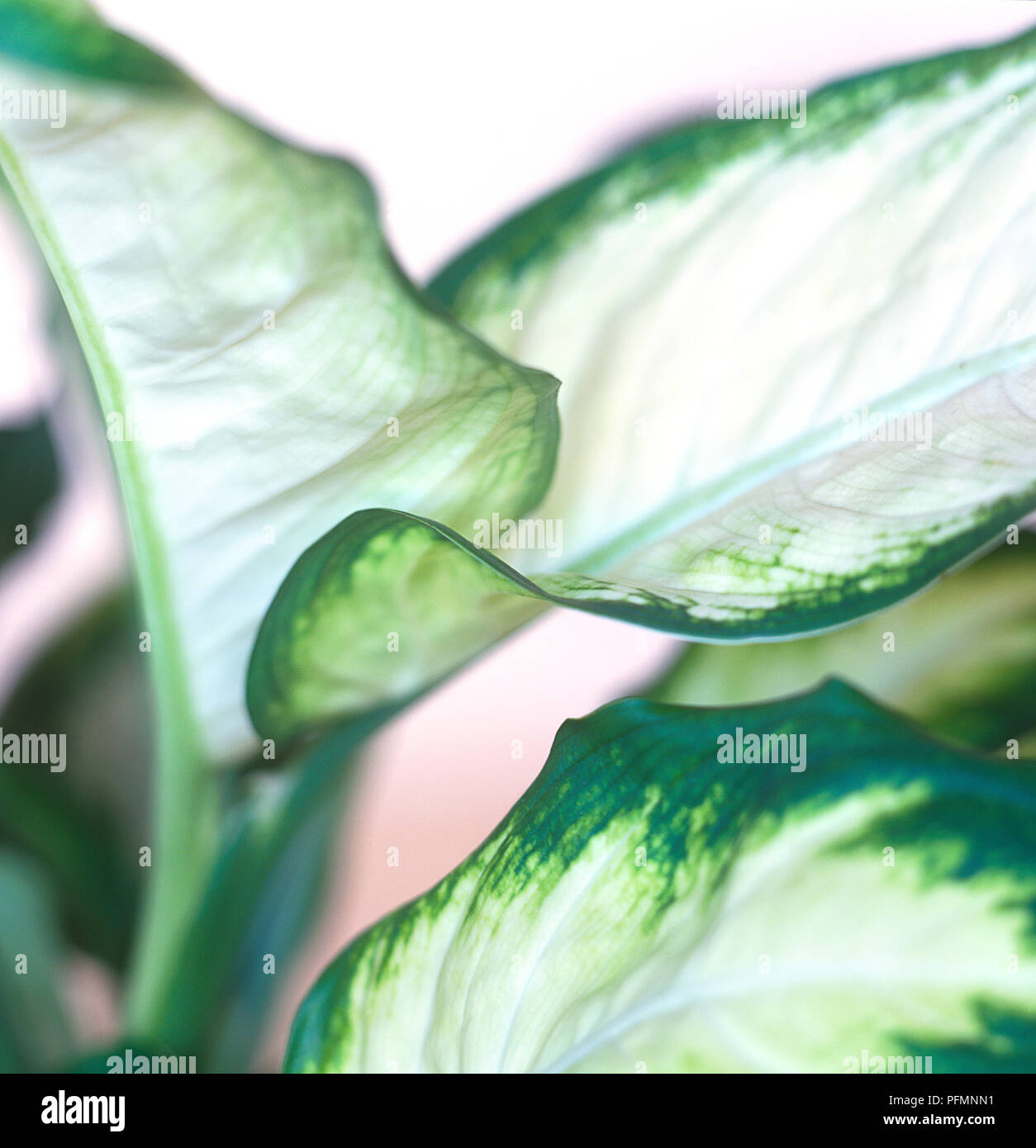 Grün und Weiß buntes Laub eines Dieffenbachia, close-up Stockfoto