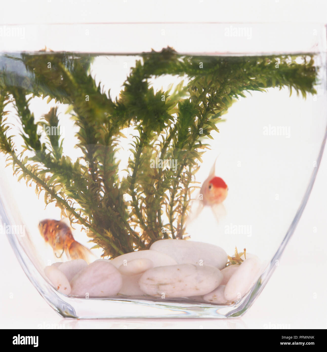 Vorderansicht des Goldfisch in einem Tank, mit weißen Steine und Unkraut in den Hintergrund. Stockfoto