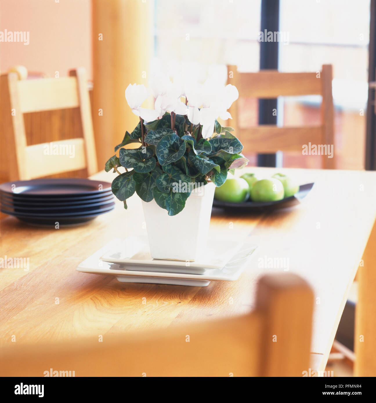 Weiß - blühende Alpenveilchen, mit Vorzüglich markierten Laub, in einem verglasten Topf auf zwei passenden quadratischen Platten in verschiedenen Größen, in der Mitte des hölzernen Tisch platziert. Stockfoto