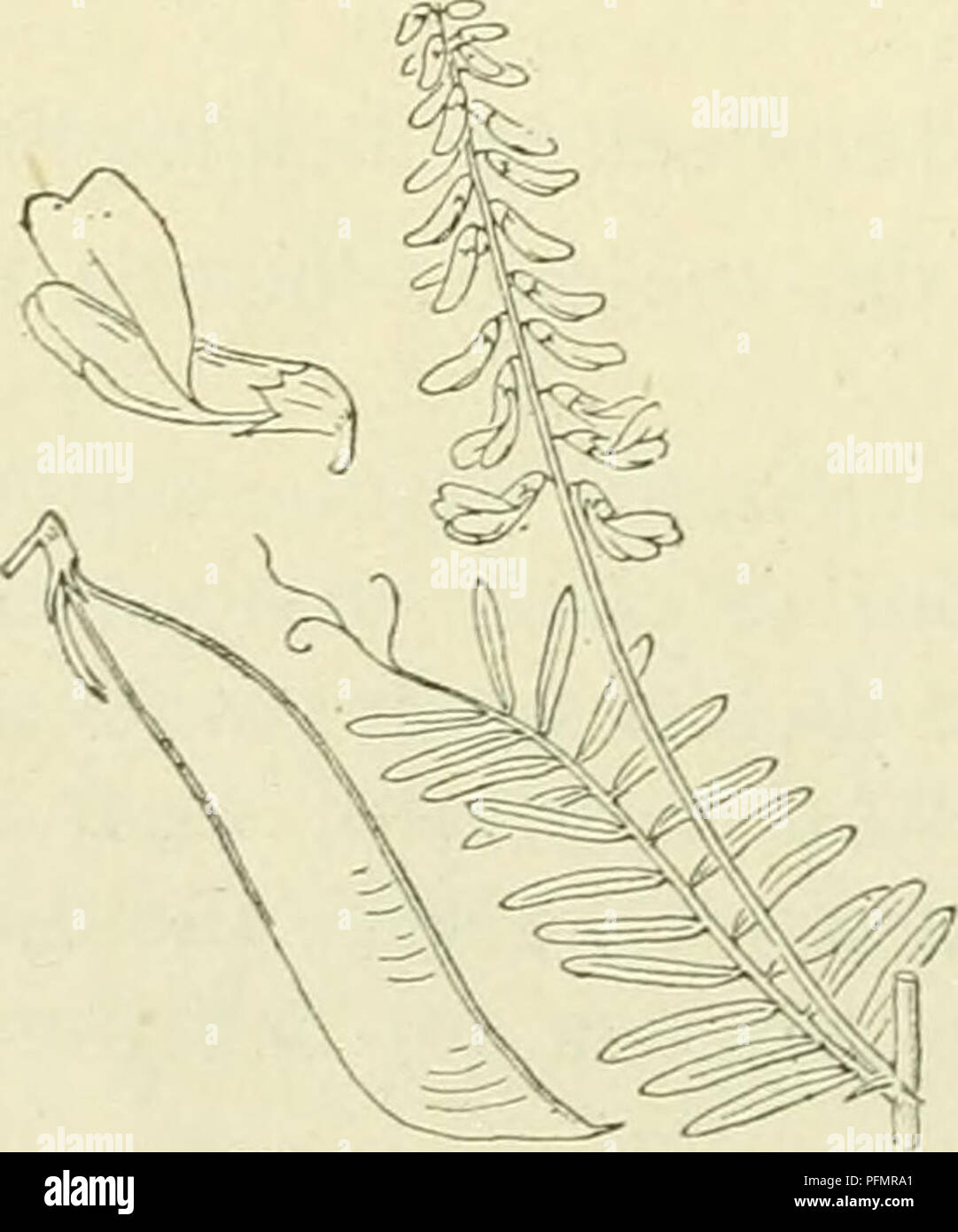 . De flora van Nederland. Pflanzen. Vicia Cracca Abb. 813. stijl vergroot, p Borstel, st-Stempel. V. tenuifólia 1 Rth. Teere Voldoet Anlage gelijkt häufig op wikke (Abb. 814). de vorige, doch ist Tür de daar genoemde Icenmerken ge-makkelijk er Van te onderscheiden. Zij ist behaard, Klimmend. De wortel ist graubraun, Rond-achtig, iets kruipend. De Stengel ist vertakt, kantig en gegroefd, beneden Kaal, boven bijna behaard aangedrukt Witz. De bladen zijn bijna zittend, 8-14-jukkig met vertakte ranken. De steunbladen zijn gaafrandig, sterben onder £ n den Stengel zijn halfspiesvormig, behaard, Smal, lang toegespits Stockfoto