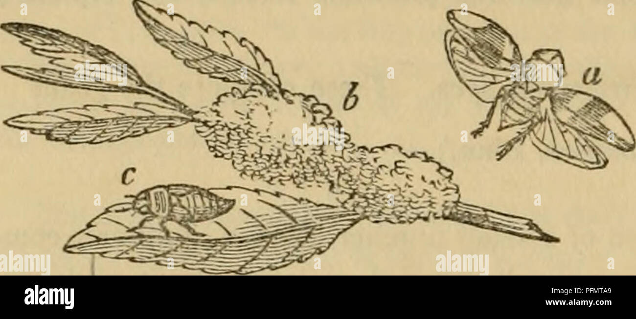 . Der Cuvier animal kingdom: Entsprechend seiner Organisation angeordnet. Tiere. 570 INSECTA.. in kurze Flügel Dilatiert - wie Anhängsel, und die Hinterbeine unterschenkelknochen sind sehr komprimiert und von einer Membran breitrandig. C. aurita, Linn., Arten, die nicht in den Wald in Kent] Gelegentlich [. r Ciccus, Latr., hat die Antennen plötzlich nach der zweiten gemeinsamen in einem Seta besteht aus vier verschiedenen zylindrisch und länglich Gelenke beendet, die vorderen Extremitäten des Kopfes wird in der Regel erweitert. [Exotischen Arten.] Herren Serville und Saint Fargeau [sowie Drs. Germar und Burmeister] haben zahlreiche zusätzliche etabliert Stockfoto