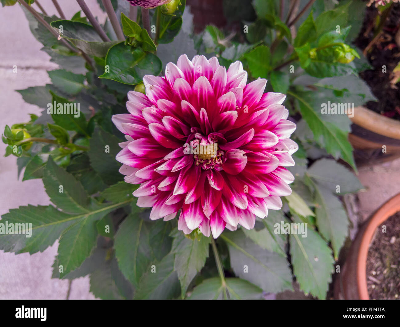 Multi Farbton von Pink Dhalia Blume Blüte Stockfoto