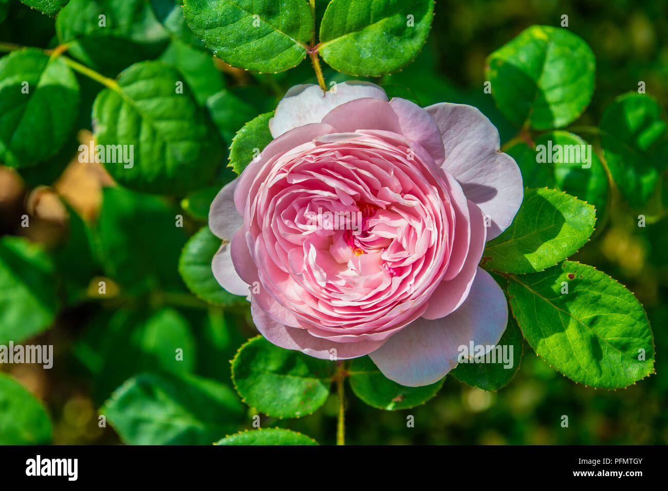 Rosa Englisch Strauch rose Stockfoto