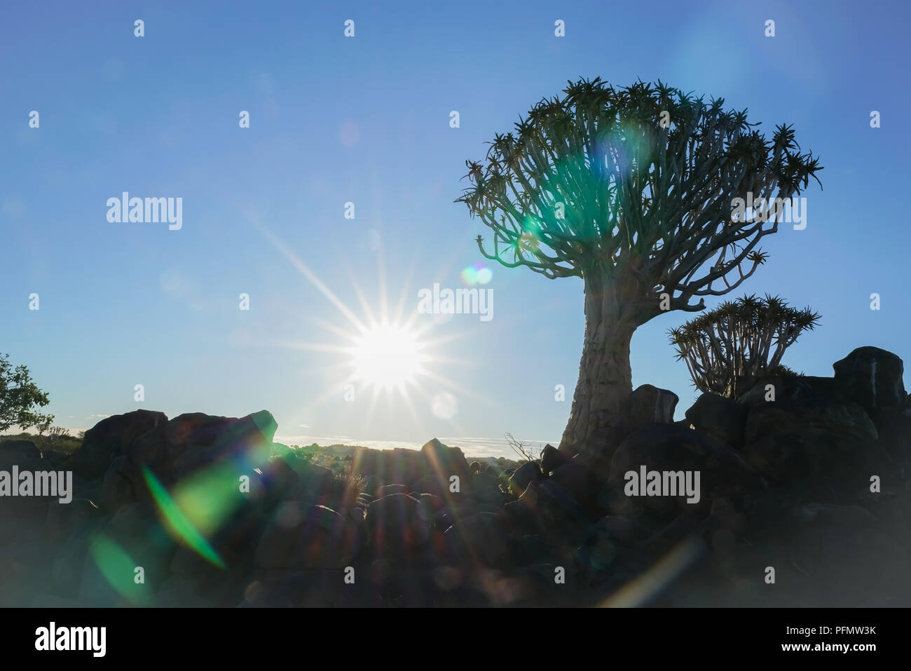 Instagram style Sunburst am späten Nachmittag durch Bäume in Namibia Köcherbaumwald bei Keetmanshoop Stockfoto