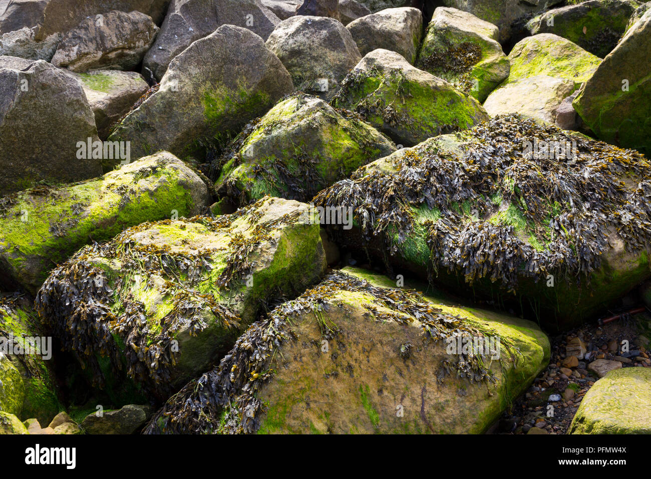 Felsen am Strand in Moos bedeckt. Stockfoto