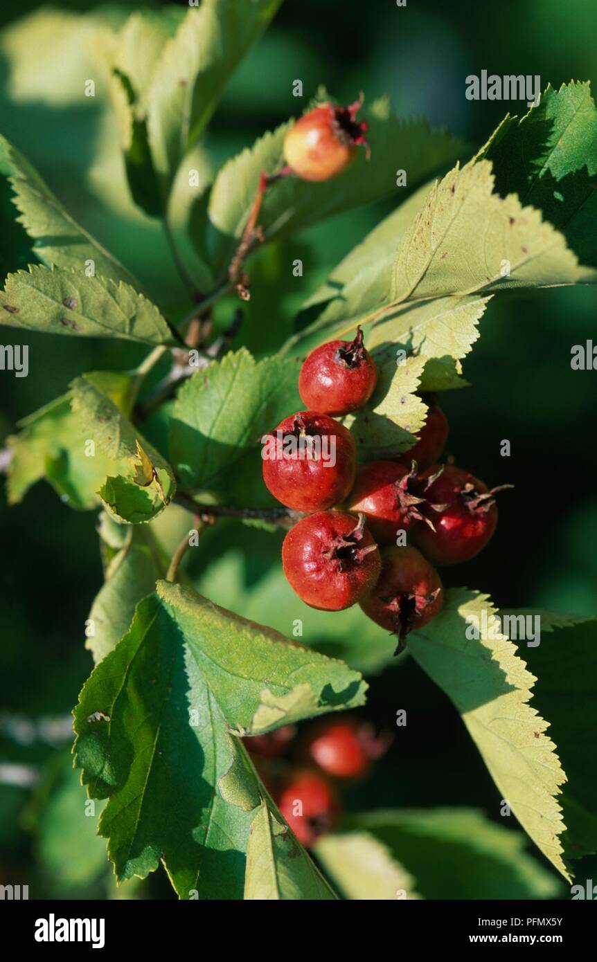 Crataegus (Weißdorn) Fireberry chrysocarpa mit roten Früchten und grünen Blättern Stockfoto