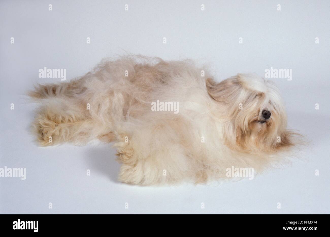 Tibet Terrier oder Tsang Apso, liegend Stockfoto