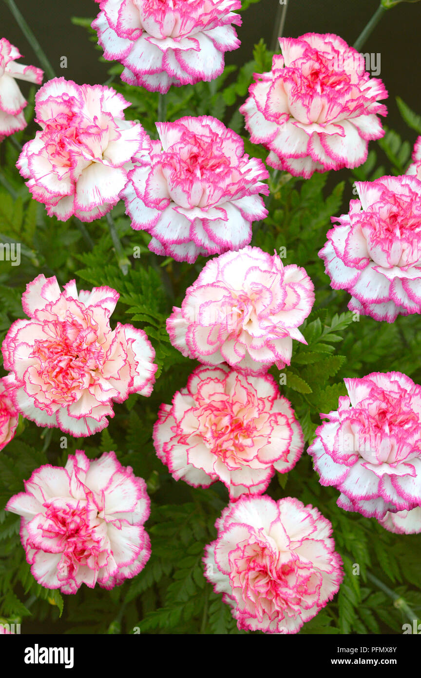 Nelke Blume lateinischer Name Dianthus caryophyllus Komanchi Stockfoto