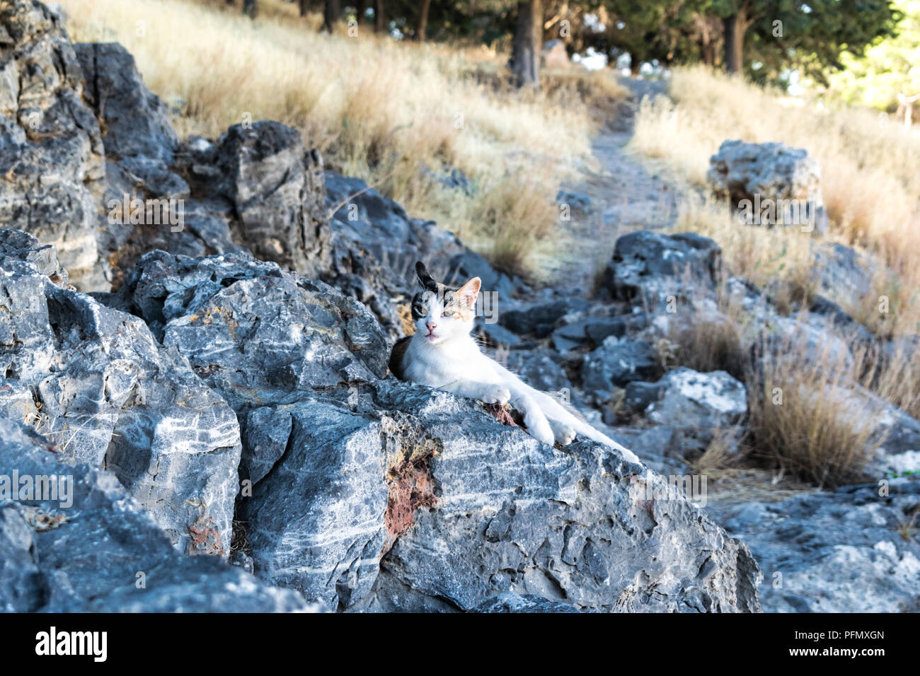 Dies ist ein Bild von einer Katze auf einem Felsen in der Mitte des Tages. ths auf der griechischen Insel Rhodos gemacht wurde Stockfoto