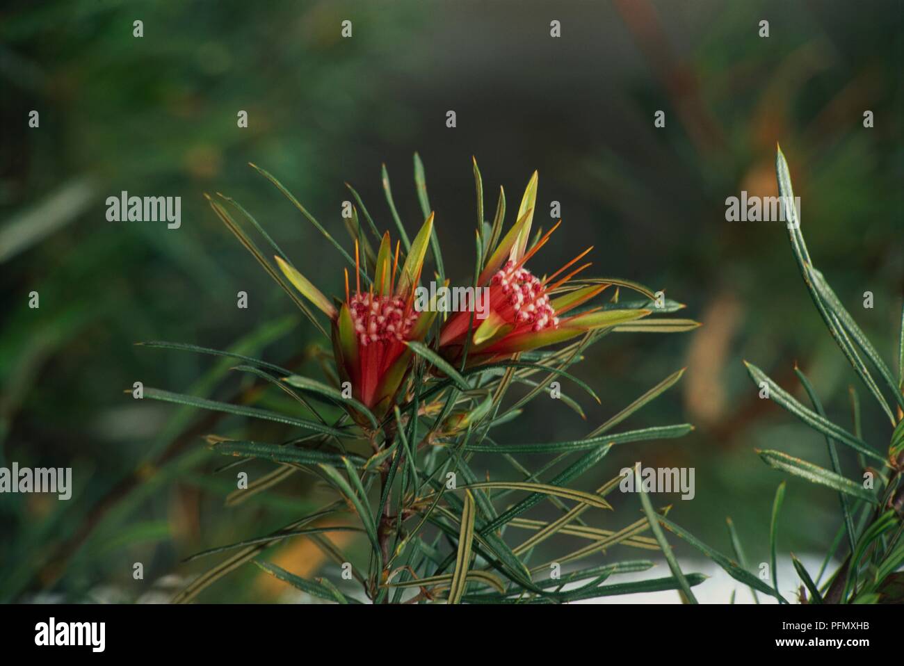 Lambertia Formosa (Teufel), Blätter und Blüten, Nahaufnahme Stockfoto