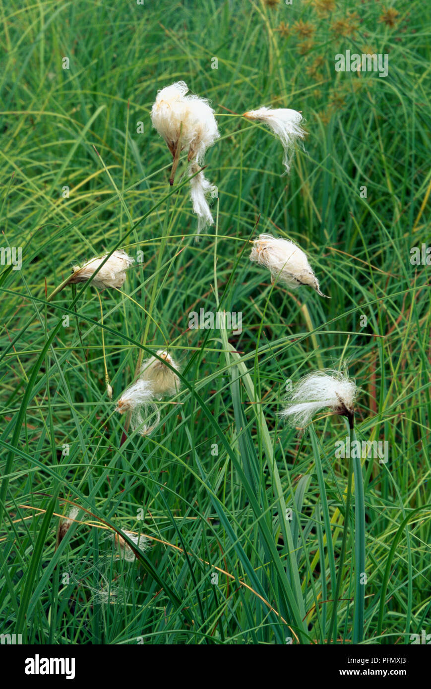 Wollgras Eriophorum angustifolium (Gemeinsame) mit weißer Baumwolle - wie Blütenstand auf langen segge Stiele Stockfoto