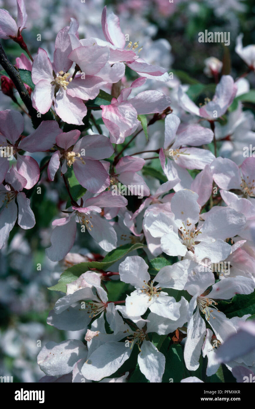 Malus x arnoldiana, Cluster von kleinen rosa-weißen Blüten, Nahaufnahme Stockfoto