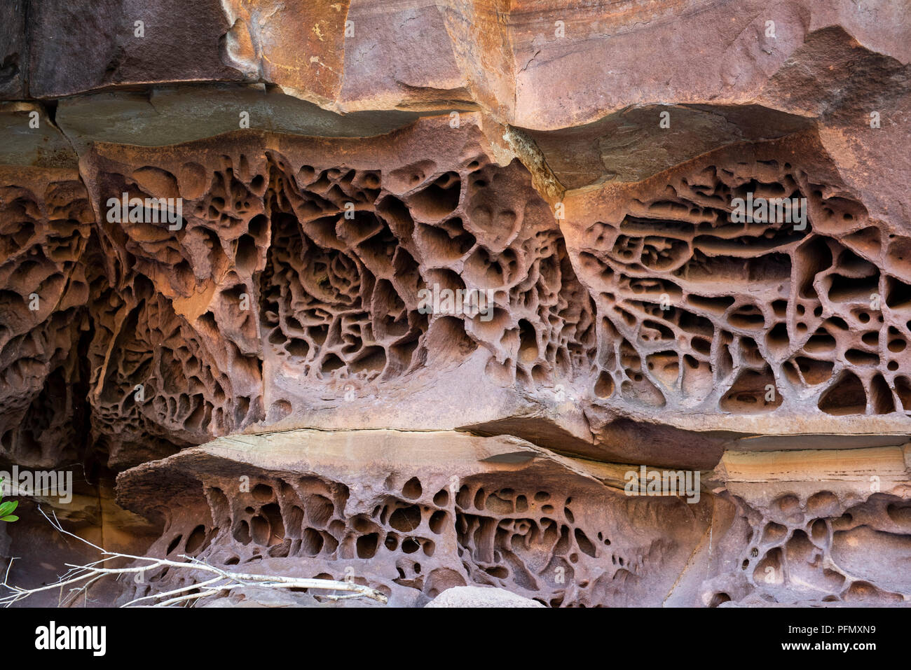Australien, Westaustralien, Kimberley Küste, Koolama Bay, King George River. Detail der Waben rock Erosion durch Salzwasser und Wellen verursacht. Stockfoto