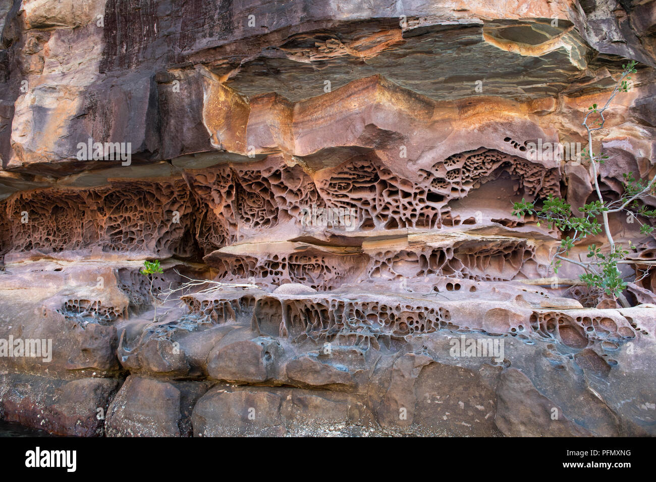 Australien, Westaustralien, Kimberley Küste, Koolama Bay, King George River. Detail der Waben rock Erosion durch Salzwasser und Wellen verursacht. Stockfoto