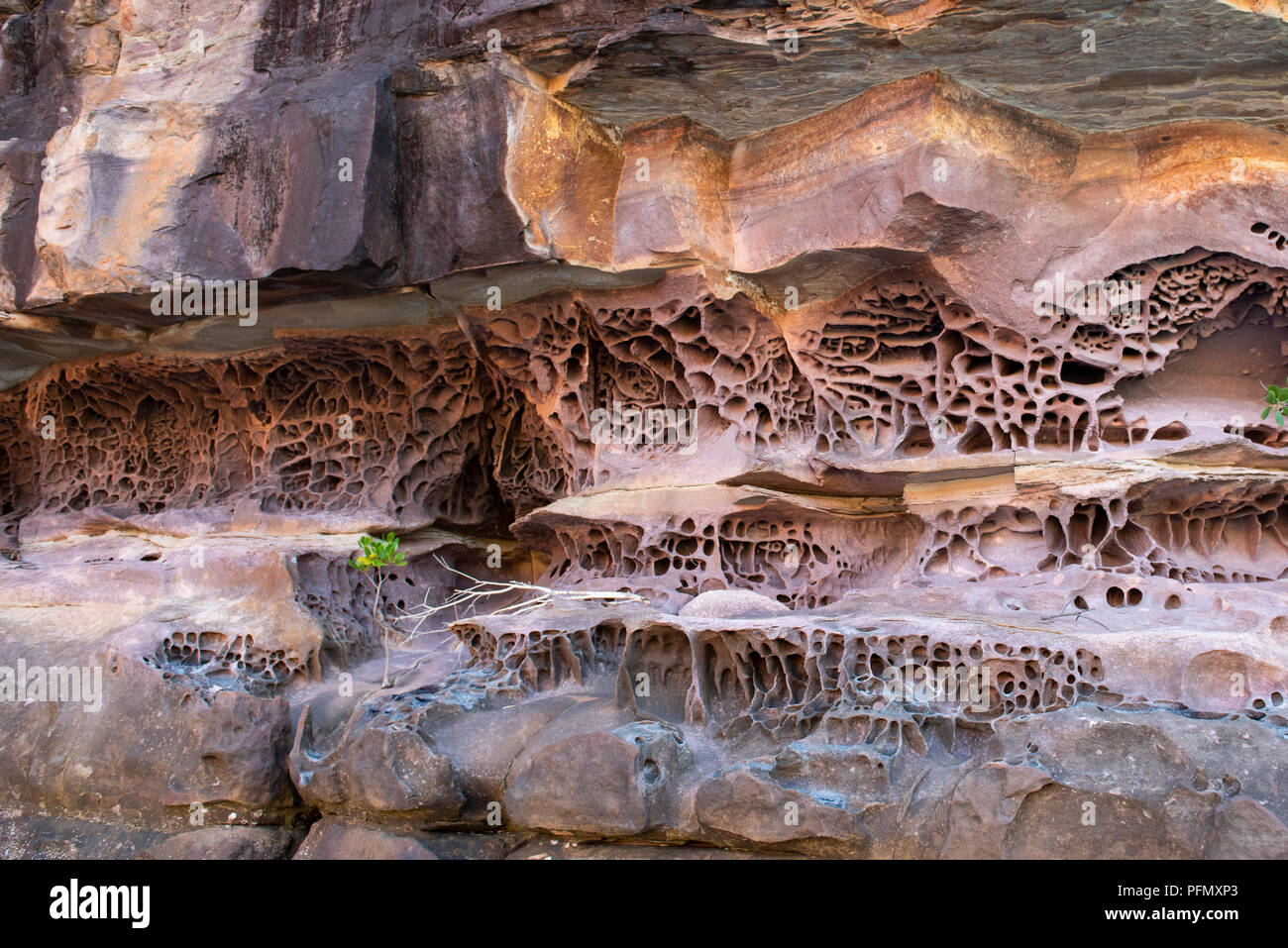 Australien, Westaustralien, Kimberley Küste, Koolama Bay, King George River. Detail der Waben rock Erosion durch Salzwasser und Wellen verursacht. Stockfoto