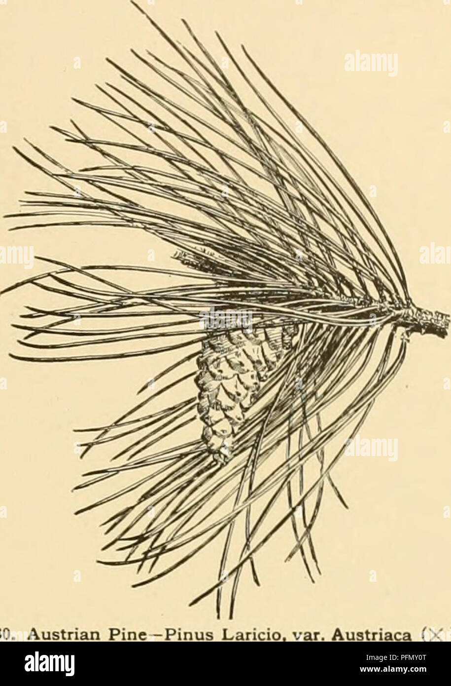 . Cyclopedia der amerikanischen Gartenbau: Bestehend aus Anregungen für den Anbau von Gartenpflanzen, Beschreibungen der Arten von Obst, Gemüse, Blumen und Zierpflanzen in den Vereinigten Staaten und in Kanada verkauft, zusammen mit geographischen und Biographische Skizzen. Gartenbau, Gartenbau, Gartenbau, Gartenbau. PINUS 1355 Samen fast schwarz, V* lang. Calif. SS 11: 585, 586. G.F. 10: 235. F. S. 5, S. 517. G.C. 11. 21:48, 49, 53. - Hand - einige Piue, mit regelmäßigen, pyramidenförmigen Kopf; nicht Hardy 36. Laricio, Poir. Korsische kiefer. Baum, bis 100 oder gelegentlich 150 ft., mit Stout, Verbreitung Stockfoto