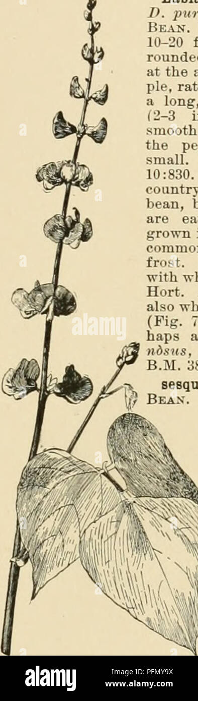 . Cyclopedia der amerikanischen Gartenbau, bestehend aus Anregungen für den Anbau von Gartenpflanzen, Beschreibungen der Arten von Obst, Gemüse, Blumen und Zierpflanzen in den Vereinigten Staaten und in Kanada verkauft, zusammen mit geographischen und Biographische Skizzen. Im Garten arbeiten. DODECATHEON 3-5 in. lang: Fls. oft wenig in der Dolde, manchmal viele, halb so groß wie die von D. itfearf/w, meist Deep Purple: Filamente lange, United in einem schlanken Röhre; Spalte von stumpfen Antheren relativ kurz. Ausschließlich der Rocky Mountain Region und subalpine. alplnnm, Greene. Kleiner als der Las Stockfoto . Cyclopedia der amerikanischen Gartenbau, bestehend aus Anregungen für den Anbau von Gartenpflanzen, Beschreibungen der Arten von Obst, Gemüse, Blumen und Zierpflanzen in den Vereinigten Staaten und in Kanada verkauft, zusammen mit geographischen und Biographische Skizzen. Im Garten arbeiten. DODECATHEON 3-5 in. lang: Fls. oft wenig in der Dolde, manchmal viele, halb so groß wie die von D. itfearf/w, meist Deep Purple: Filamente lange, United in einem schlanken Röhre; Spalte von stumpfen Antheren relativ kurz. Ausschließlich der Rocky Mountain Region und subalpine. alplnnm, Greene. Kleiner als der Las Stockfoto