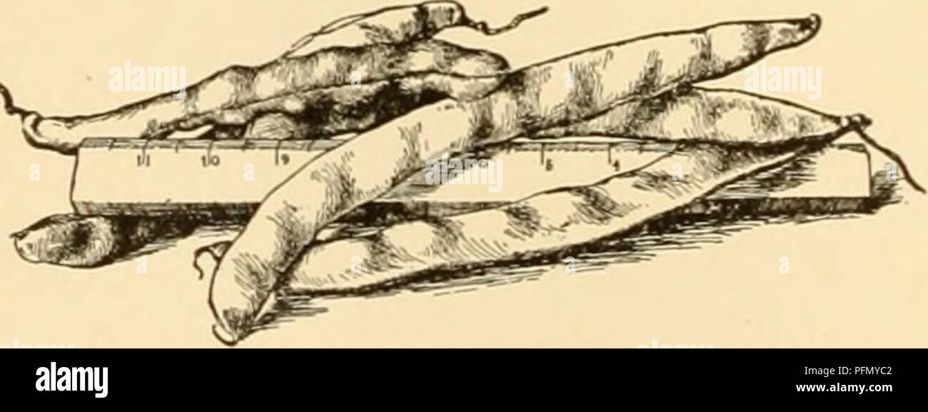 . Cyclopedia der amerikanischen Gartenbau: Bestehend aus Anregungen für den Anbau von Gartenpflanzen, Beschreibungen der Arten von Obst, Gemüse, Blumen und Zierpflanzen in den Vereinigten Staaten und in Kanada verkauft, zusammen mit geographischen und Biographische Skizzen. Gartenbau, Gartenbau, Gartenbau, Gartenbau. Lehnt. Veiny und mehr oder weniger lunate in der Form und sehr breite flache Hülsen, mit einer deutlichen, aber nicht prominente Pod und breit-eiförmig Ifts.; Kartoffel Limas, mit kleineren tumid Samen, kürzer und dicker Hülsen, mit einer sehr kurzen und langen-eiförmig, spitz zulaufend, mit angula Ifts. Stockfoto . Cyclopedia der amerikanischen Gartenbau: Bestehend aus Anregungen für den Anbau von Gartenpflanzen, Beschreibungen der Arten von Obst, Gemüse, Blumen und Zierpflanzen in den Vereinigten Staaten und in Kanada verkauft, zusammen mit geographischen und Biographische Skizzen. Gartenbau, Gartenbau, Gartenbau, Gartenbau. Lehnt. Veiny und mehr oder weniger lunate in der Form und sehr breite flache Hülsen, mit einer deutlichen, aber nicht prominente Pod und breit-eiförmig Ifts.; Kartoffel Limas, mit kleineren tumid Samen, kürzer und dicker Hülsen, mit einer sehr kurzen und langen-eiförmig, spitz zulaufend, mit angula Ifts. Stockfoto