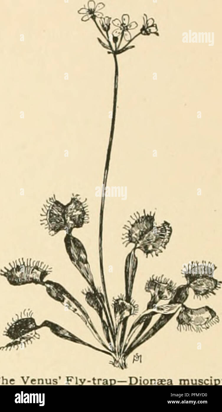 . Cyclopedia der amerikanischen Gartenbau, bestehend aus Anregungen für den Anbau von Gartenpflanzen, Beschreibungen der Arten von Obst, Gemüse, Blumen und Zierpflanzen in den Vereinigten Staaten und in Kanada verkauft, zusammen mit geographischen und Biographische Skizzen. Im Garten arbeiten. 4. "b DIMORPHOTHECA Zähne, pilose, die oberste kleiner und enger: PE-Klemme, noddiner duncles in fr.: Fls. Weiß, pur-ple oder unter verfärbt. Var. ligrulbsa, Voss (VaUn - (liila PAwjei, Hort.), ist eine doppelte Form - die Köpfe voller raysâwith Köpfe weiß auf der oberen Seite und Gelb oder Violett unter. S Stockfoto . Cyclopedia der amerikanischen Gartenbau, bestehend aus Anregungen für den Anbau von Gartenpflanzen, Beschreibungen der Arten von Obst, Gemüse, Blumen und Zierpflanzen in den Vereinigten Staaten und in Kanada verkauft, zusammen mit geographischen und Biographische Skizzen. Im Garten arbeiten. 4. "b DIMORPHOTHECA Zähne, pilose, die oberste kleiner und enger: PE-Klemme, noddiner duncles in fr.: Fls. Weiß, pur-ple oder unter verfärbt. Var. ligrulbsa, Voss (VaUn - (liila PAwjei, Hort.), ist eine doppelte Form - die Köpfe voller raysâwith Köpfe weiß auf der oberen Seite und Gelb oder Violett unter. S Stockfoto