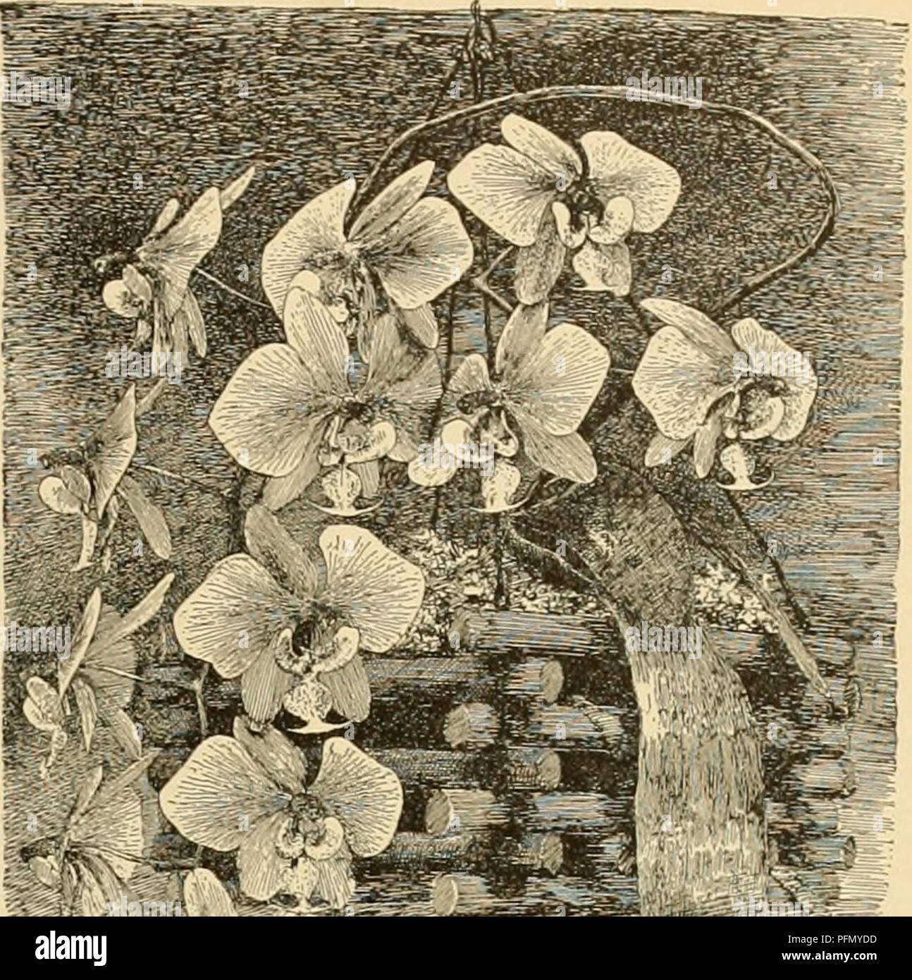 . Cyclopedia der amerikanischen Gartenbau: Bestehend aus Anregungen für den Anbau von Gartenpflanzen, Beschreibungen der Arten von Obst, Gemüse, Blumen und Zierpflanzen in den Vereinigten Staaten und in Kanada verkauft, zusammen mit geographischen und Biographische Skizzen. Gartenbau, Gartenbau, Gartenbau, Gartenbau. PHAL. ENOPSIS 8. amethjstina, Reichb. w. Eine kleine Arten mit cuneateoblong Ivs.: Fls. Kleinen, cremefarbenen mit einem Amethyst labellum; Kelchblätter keilförmige - länglich-ob über die Diagnosefunktion; Petalen subequal oder ein wenig kleiner; seitenlappen der Lippe keilförmige; Mitte lobe verkehrt eiförmig, gekerbt Stockfoto . Cyclopedia der amerikanischen Gartenbau: Bestehend aus Anregungen für den Anbau von Gartenpflanzen, Beschreibungen der Arten von Obst, Gemüse, Blumen und Zierpflanzen in den Vereinigten Staaten und in Kanada verkauft, zusammen mit geographischen und Biographische Skizzen. Gartenbau, Gartenbau, Gartenbau, Gartenbau. PHAL. ENOPSIS 8. amethjstina, Reichb. w. Eine kleine Arten mit cuneateoblong Ivs.: Fls. Kleinen, cremefarbenen mit einem Amethyst labellum; Kelchblätter keilförmige - länglich-ob über die Diagnosefunktion; Petalen subequal oder ein wenig kleiner; seitenlappen der Lippe keilförmige; Mitte lobe verkehrt eiförmig, gekerbt Stockfoto