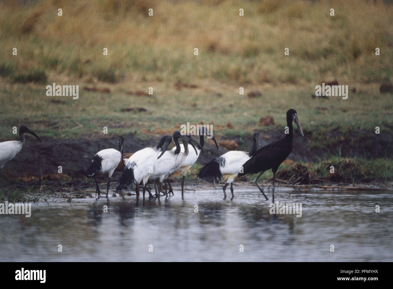 Gruppe von Heiliger Ibis, Threskiornis aethiopicus, große, schwarze und weiße Vögel, eine komplett schwarz, stehend im Stream, an der Wasser Oberfläche spiegelt, grasbewachsene Ufer im Hintergrund. Stockfoto Gruppe von Heiliger Ibis, Threskiornis aethiopicus, große, schwarze und weiße Vögel, eine komplett schwarz, stehend im Stream, an der Wasser Oberfläche spiegelt, grasbewachsene Ufer im Hintergrund. Stockfoto