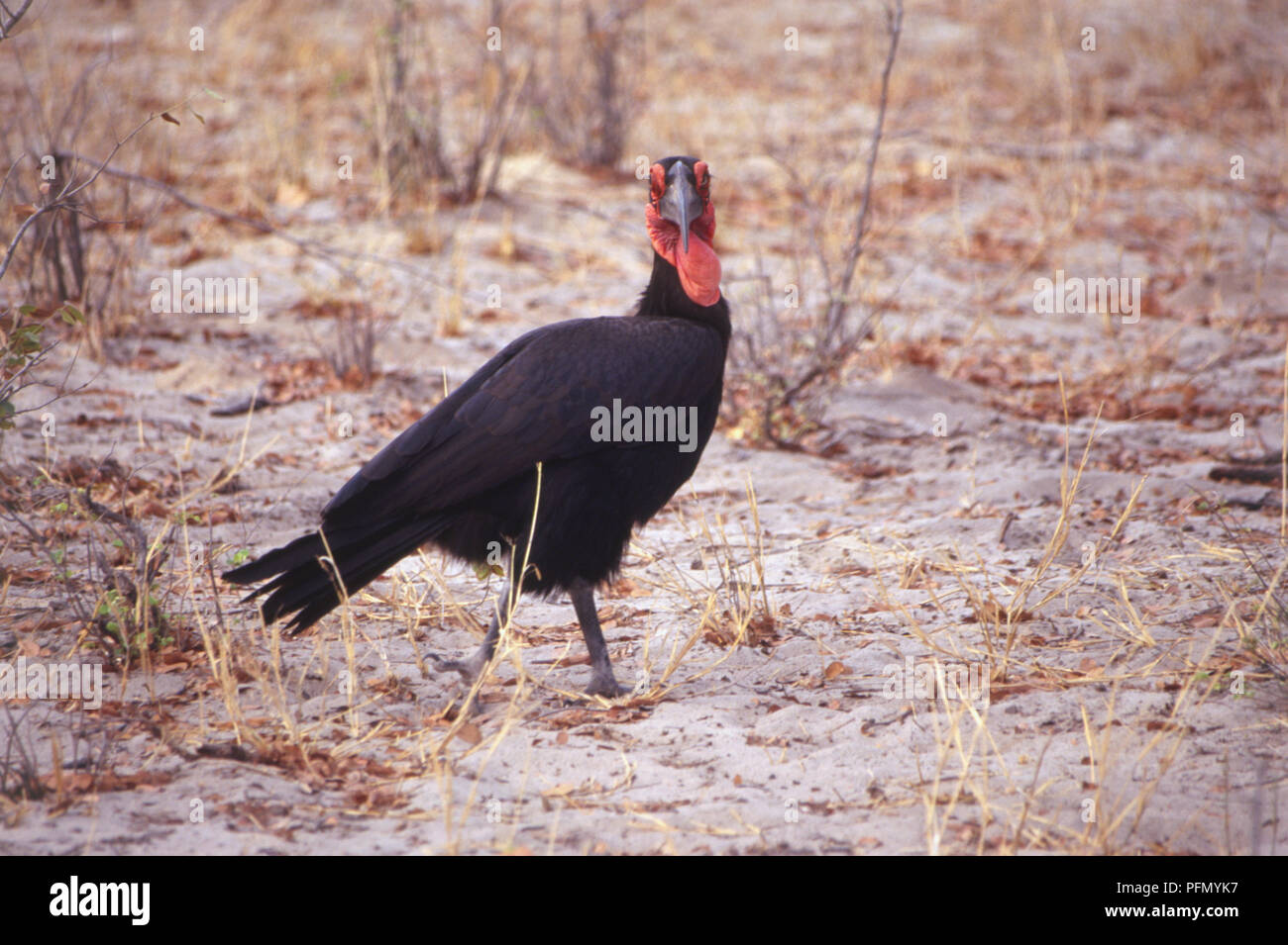 Hornrabe, Bucorvus leadbeateri, schwarze Körper, rote Wattle, rot Bill, Seite, direkt an der Kamera, spärlich bewachsenen, sandigen Landschaft. Stockfoto