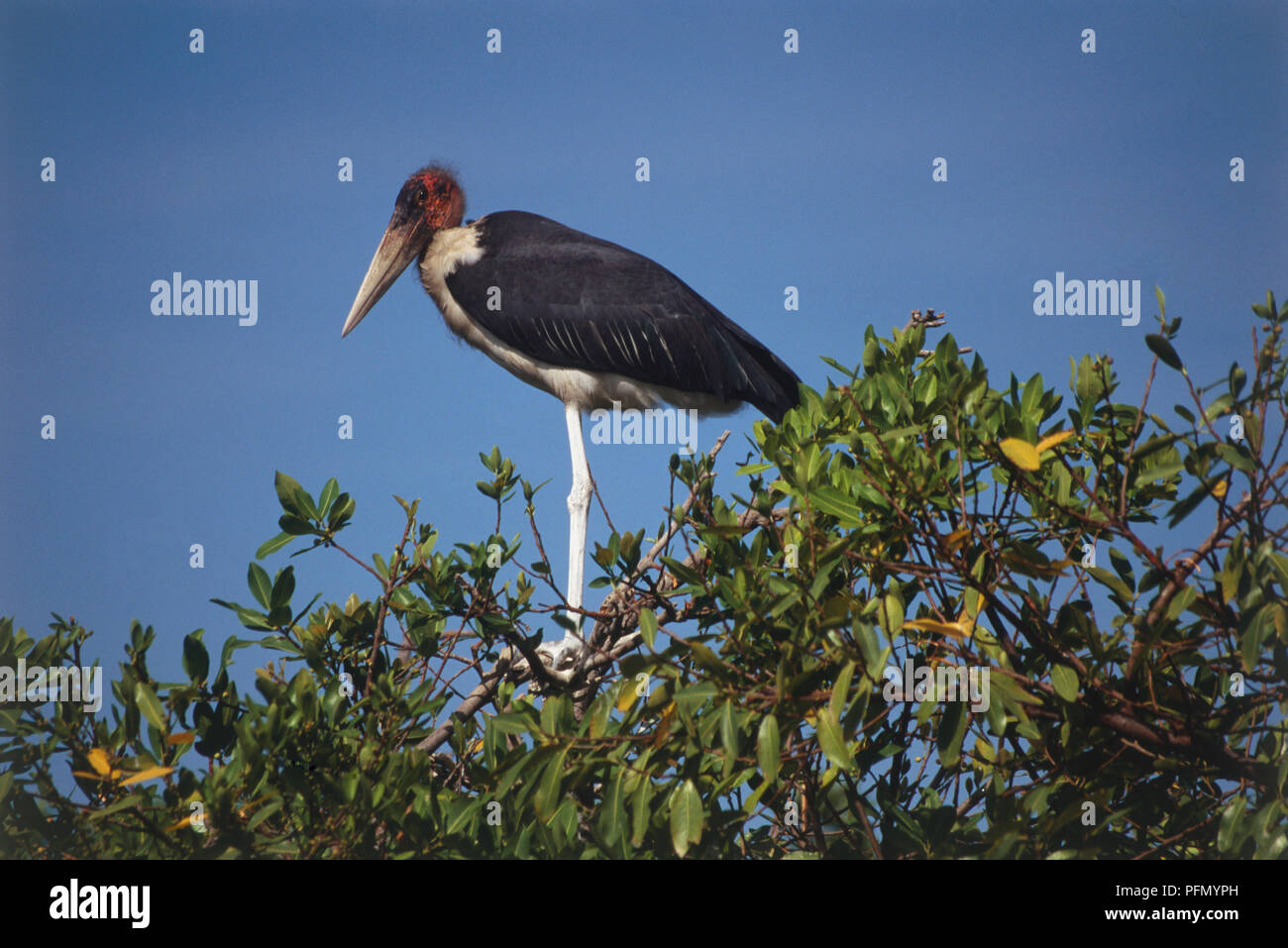 Marabu mit schwarzen Flügeln, roten Kopf und lange weiße Beine, hocken auf treetop, tief blauen Himmel hinter sich. Stockfoto