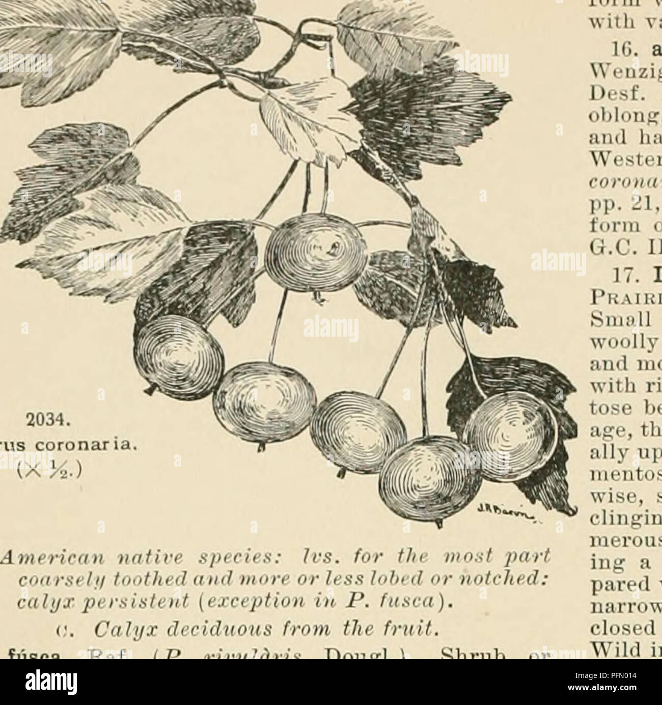 . Cyclopedia der amerikanischen Gartenbau, bestehend aus Anregungen für den Anbau von Gartenpflanzen, Beschreibungen der Arten von Obst, Gemüse, Blumen und Zierpflanzen in den Vereinigten Staaten und in Kanada verkauft, zusammen mit geographischen und Biographische Skizzen. Im Garten arbeiten. Api-ks sind oft tw cc tl nat i1 b zc Form w t! Iouble fl ai i le (v r th var cgated hinterlässt einen vttratti e-spc-ir angUBtifdha ein t (P C o) n var pp 21 IJ S S 4 109 RH 187 410 J - ein doppelter fld Form der Wl bei Beschwerde s auf 1e th G C III N 4 Arten ist in C 1 1 1 14 fiiBca Rif (P n kleinen t e et1es, 30-40 dargestellt Stockfoto