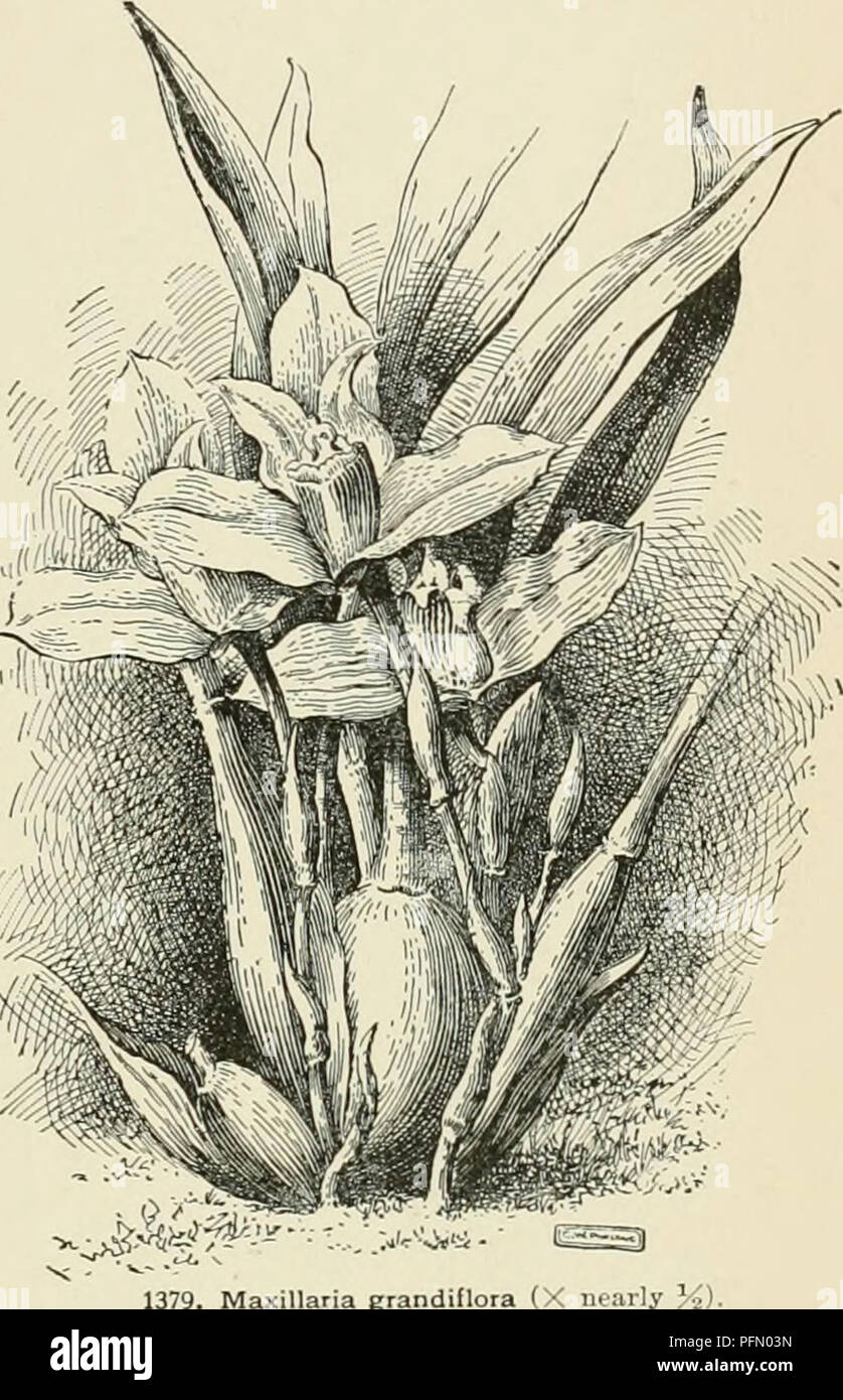 . Cyclopedia der amerikanischen Gartenbau, bestehend aus Anregungen für den Anbau von Gartenpflanzen, Beschreibungen der Arten von Obst, Gemüse, Blumen und Zierpflanzen in den Vereinigten Staaten und in Kanada verkauft, zusammen mit geographischen und Biographische Skizzen. Im Garten arbeiten. MAXILLARIA rim der Topf, wenn Sie fertig sind. JIaxillarias Freude an einem kühlen, feuchten, schattigen looatiou zu allen Jahreszeiten, wo der Winter Temperatur nicht 58 Â°C in der Nacht und nicht über 60° oder 65° am Tag nicht überschreiten. Im Sommer müssen Sie angebaut werden möglichst mit Belüftung Meer cool-Söhne, wenn zulässig, e Stockfoto