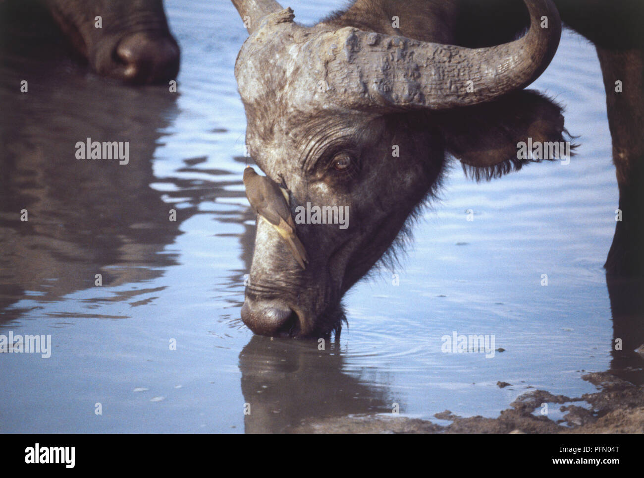 Afrika, Simbabwe, Hwange National Park, Linkwasha, Oxpecker thront auf der Spitze der Kaffernbüffel (Syncerus Caffer) Alkoholkonsum von Wasserloch, aus der Nähe. Stockfoto