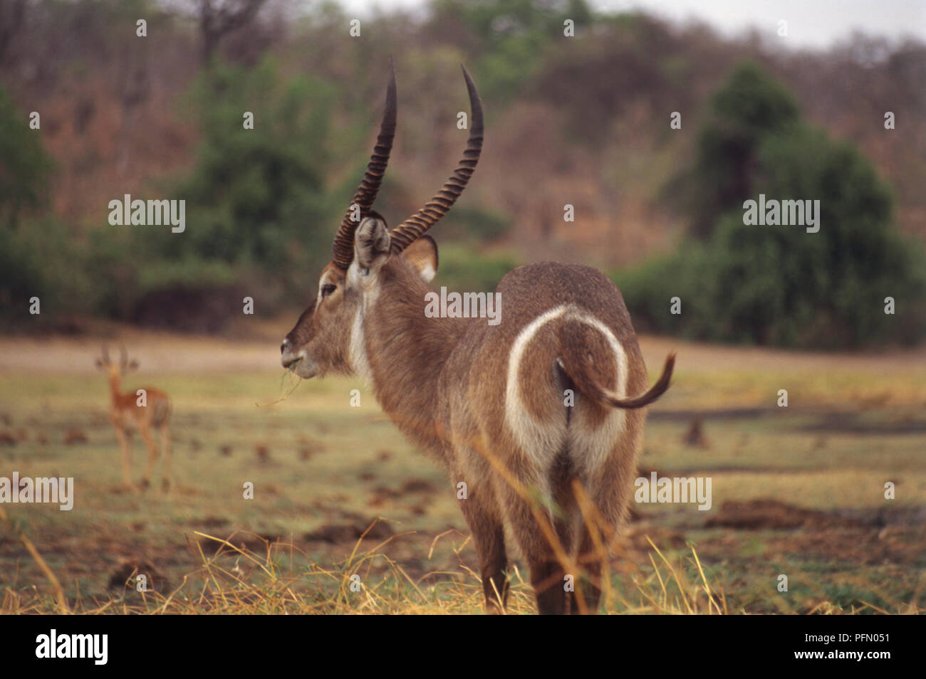 Wasserbock, Kobus ellipsiprymnus, Rückansicht das Kauen von Gras, langes braunes Fell, lange gebogene Hörner beringt, weiß Ring um Rump, weißen Bart, kurzer Schwanz Curling, offenes Grasland im Hintergrund. Stockfoto