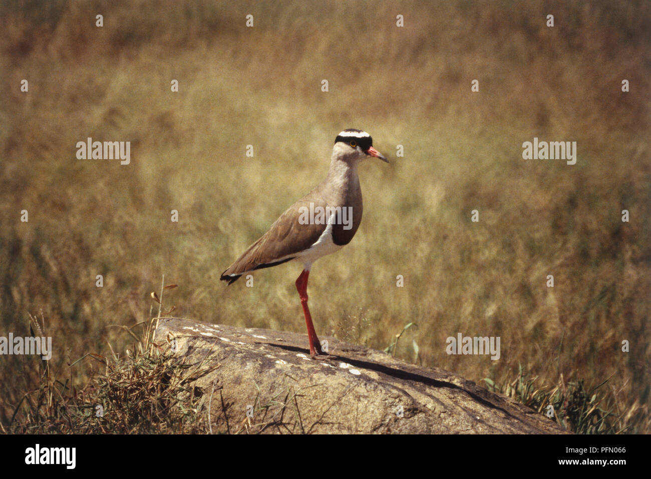 Gekrönt Plover, Vanellus coronatus, kleinen braunen Körper, rote Schnabel und Beinen, Black Crown um weißen Kopf, weißes Fell auf der Unterseite, hocken auf Felsen, Seitenansicht, offenes Grasland im Hintergrund. Stockfoto