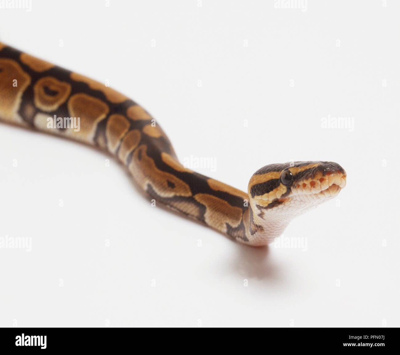 Seitenansicht der Kopf einer Royal Python hat eine breite Schnauze und kleinen Skalen auf der Oberseite des Kopfes. Die Augen sind groß mit vertikalen Schüler, und die Hitze, die Gruben sind deutlich sichtbar. Stockfoto