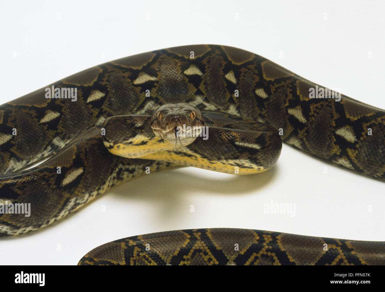 Ansicht von oben der Netzpython, die die geometrische Markierungen in unregelmäßigen Rauten entlang der Rückseite, glatte Schuppen, die aus einer einzigen Farbe und Kopf mit einer Linie, die von jedem Auge auf den Winkel der Kiefer. Stockfoto